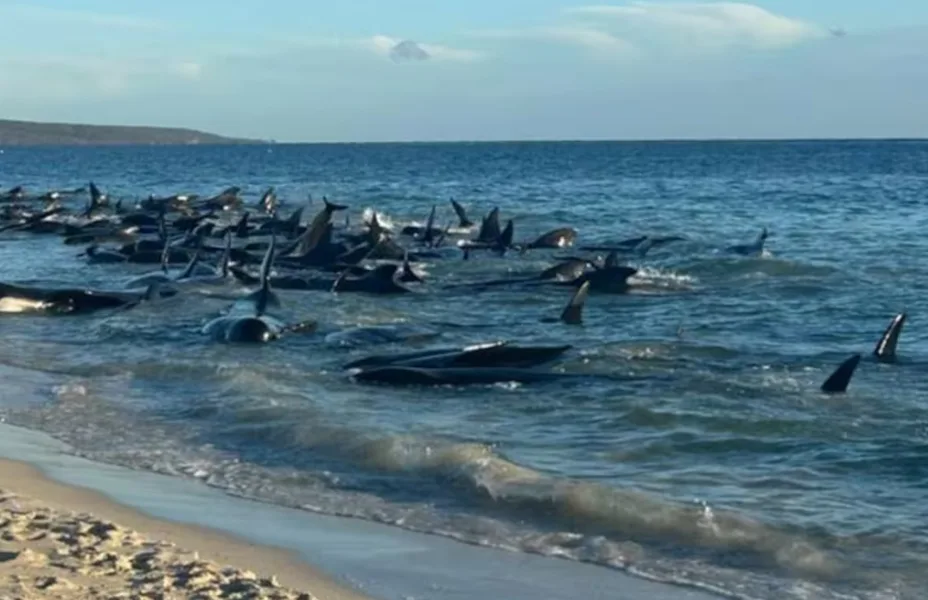 ballenas varadas en la costa de Australia