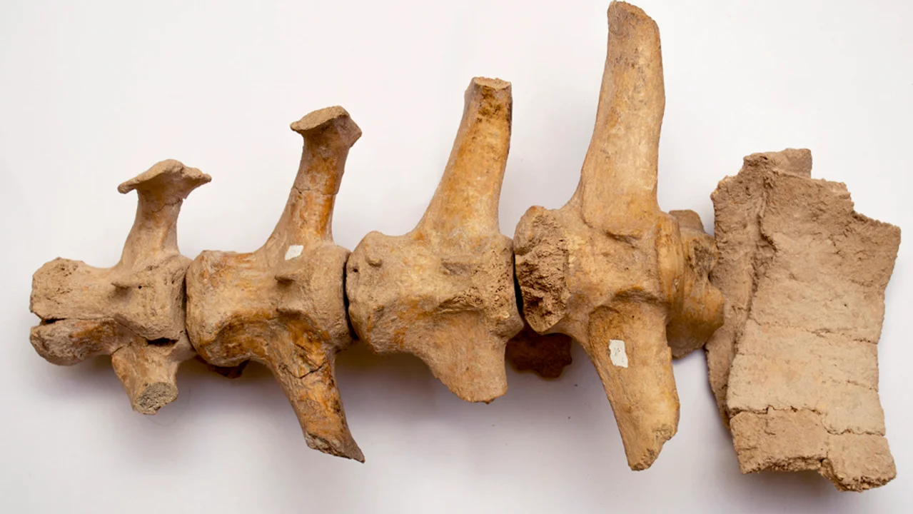 Hallaron restos de un Gliptodonte