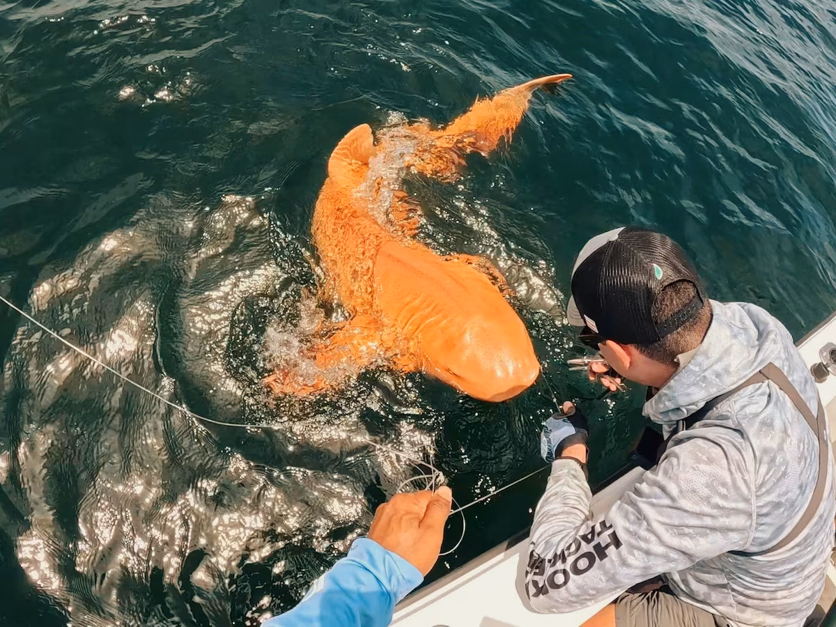 tiburon naranja costa rica